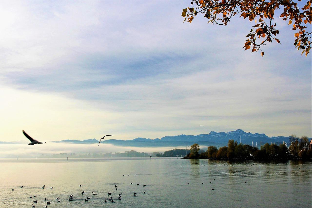 gulls, water, lake-3144601.jpg